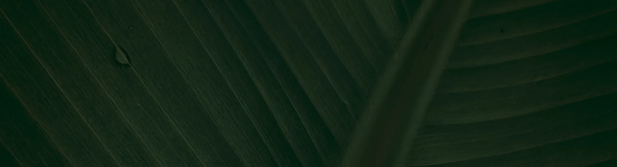 AGAWA wieloletnia sukulent, zimozielona, egzotyk, donica 10-15cm