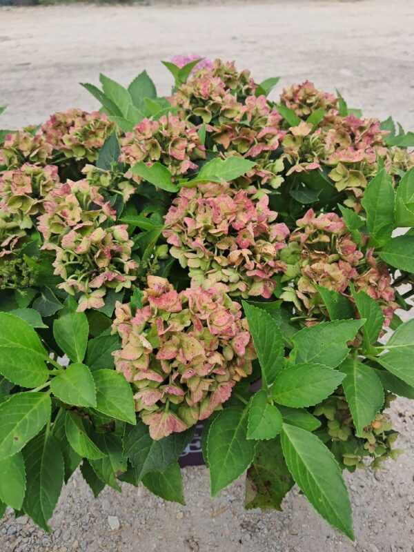 Hortensja ogrodowa Forever & Ever Hortbux RÓŻOWA, KARŁOWATA, KOMPAKTOWA