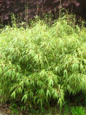 Bambus Fargesia Rufa, zimozielony, nieinwazyjny, egzotyk, mrozoodporny