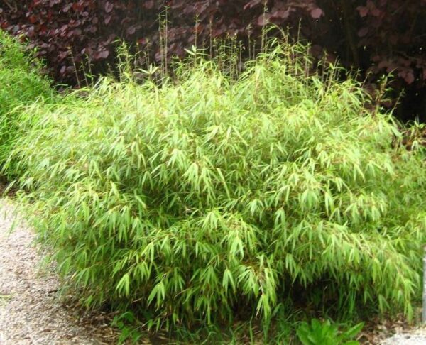 Bambus Fargesia Rufa, zimozielony, nieinwazyjny, egzotyk, mrozoodporny