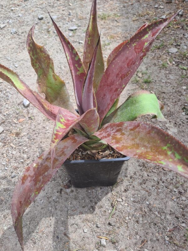 AGAWA wieloletnia sukulent, zimozielona, egzotyk, donica 10-15cm