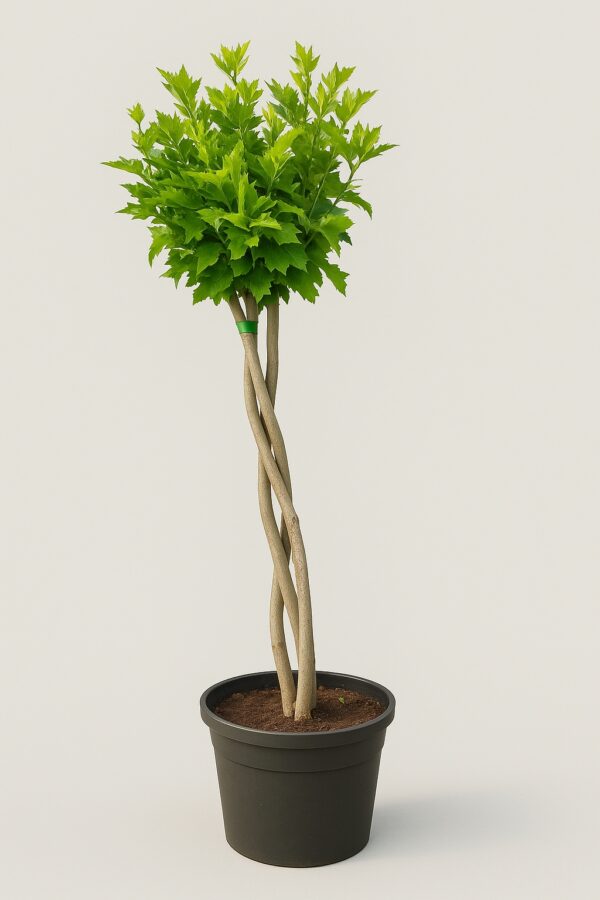 Hibiskus tricolor na plecionej nóżce