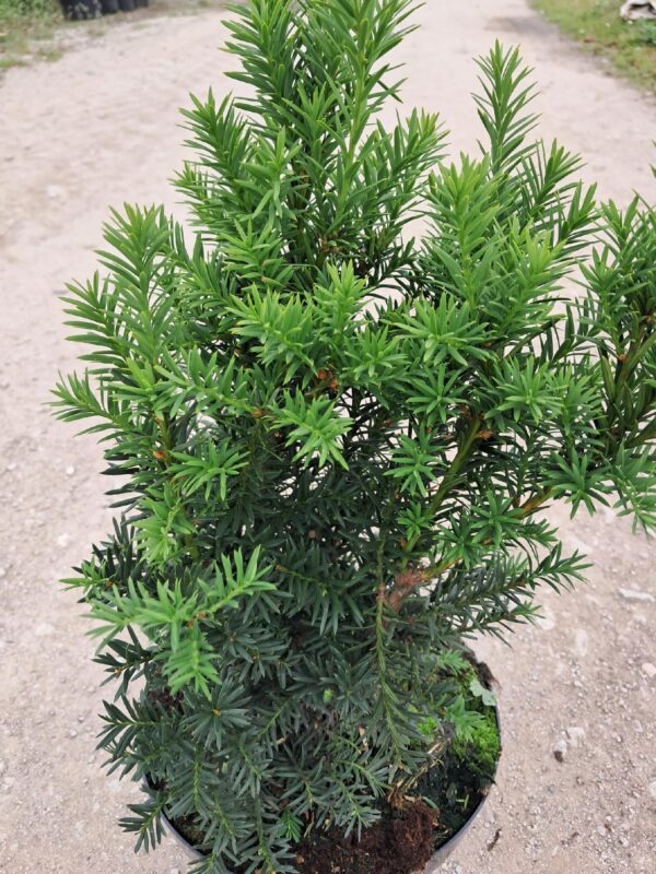 Cis pośredni Hilli żywopłot 30-40cm