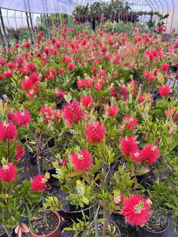 Kuflik Cytrynowy 100-130