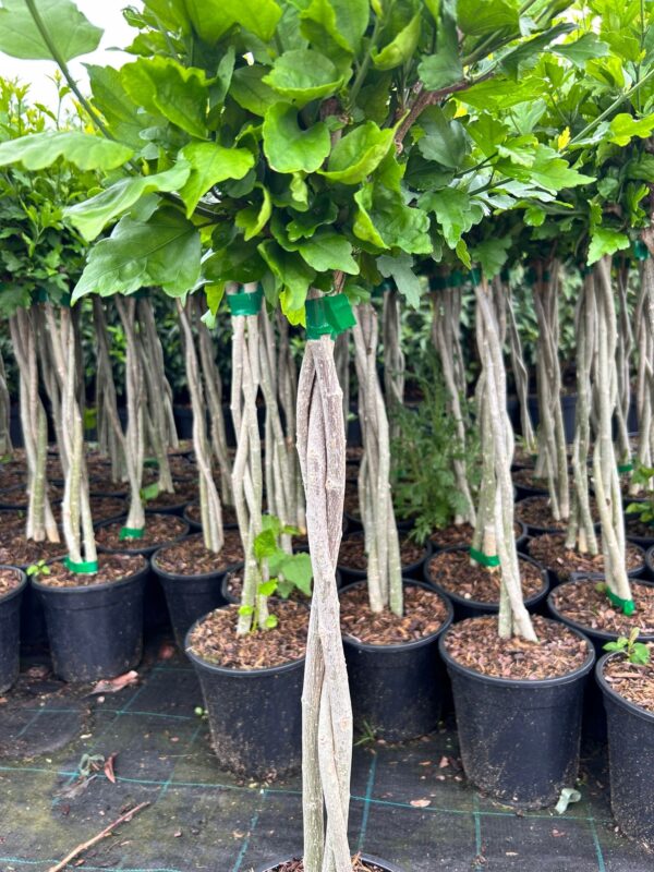 Hibiskus tricolor na plecionej nóżce
