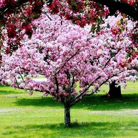 Wiśnia japońska 'KANZAN' pełny kwiat, kwitnące drzewo