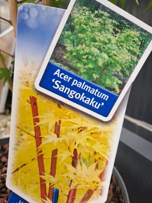 Klon palmowy Sangokaku 100-120cm