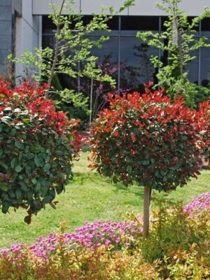 Głogownik 'Red Robin' zimozielony, na pniu, ogród, donica