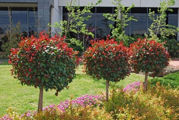 Głogownik 'Red Robin' zimozielony, na pniu, ogród, donica