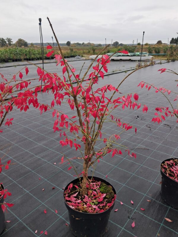 Trzmielina oskrzydlona, 70-80cm, płonący krzew