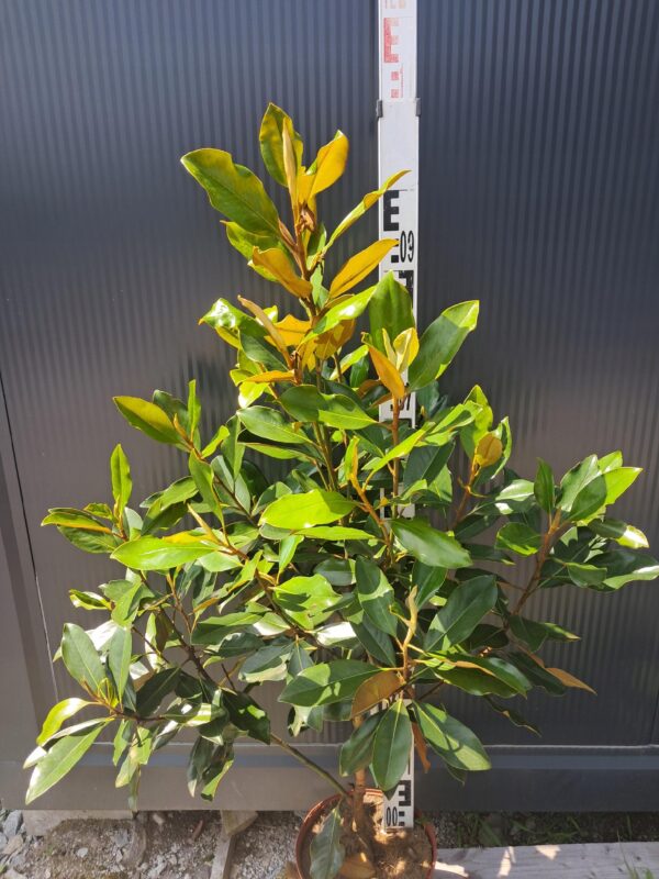 Magnolia Grandiflora Little Gem ZIMOZIELONA DUŻY KWIAT KWITNĄCA LATEM