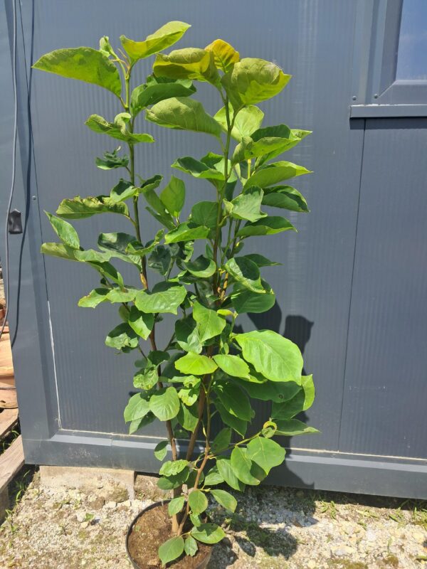 Magnolia Yellow River kremowo-żółte kwiaty, mrozoodporna, duża sadzonka