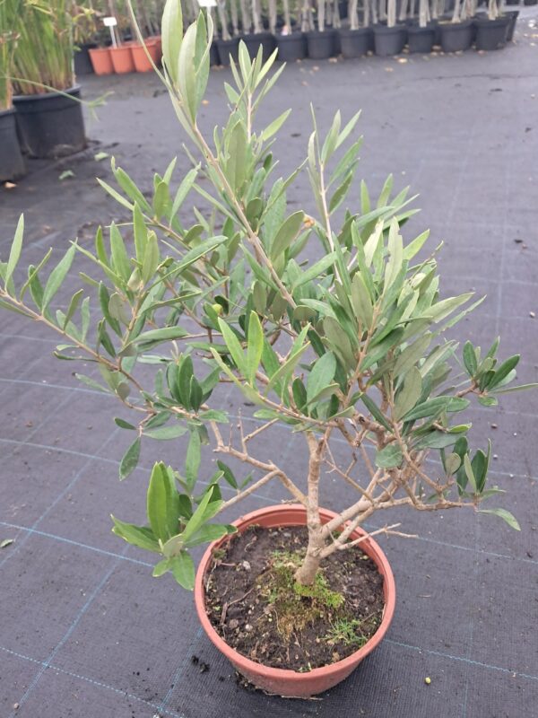 Oliwka europejska w formie bonsai, egzotyk w Twoim domu