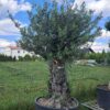 Oliwka europejska, stare drzewo, duży okaz, wysokość rośliny 1.8-2m