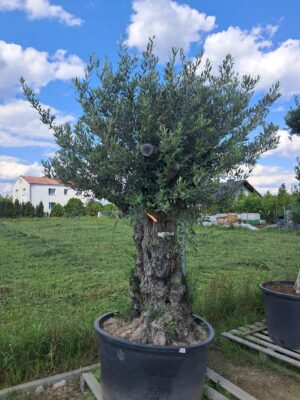Oliwka europejska, stare drzewo, duży okaz, wysokość rośliny 1.8-2m