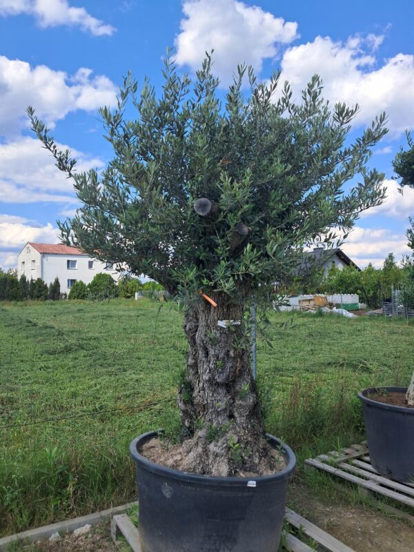 Oliwka europejska, stare drzewo, duży okaz, wysokość rośliny 1.8-2m