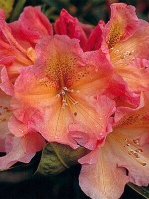 Rododendron/różanecznik 'Hibride Olga' zimozielony