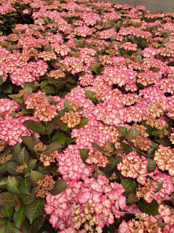 Hortensja ogrodowa Beauty of Boskoop