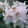 Rododendron/różanecznik 'Cunningham's white hybride' stara odmiana
