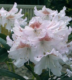 Rododendron/różanecznik 'Cunningham's white hybride' stara odmiana