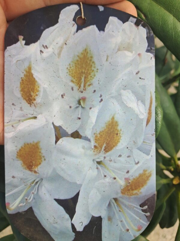 Rododendron/różanecznik 'Madame Masson' zimozielony, stara odmiana