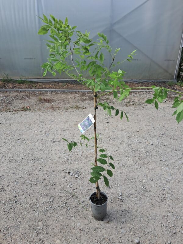 Wisteria (Glicynia) pnącze FIOLETOWA 120-150cm pergola