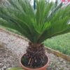 Cykas Sagowiec Revoluta Egzotyk roślina na taras