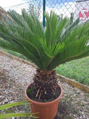 Cykas Sagowiec Revoluta Egzotyk roślina na taras