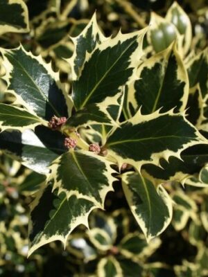 Ostrokrzew żółto-zielony, zimozielony, prowadzony na pniu