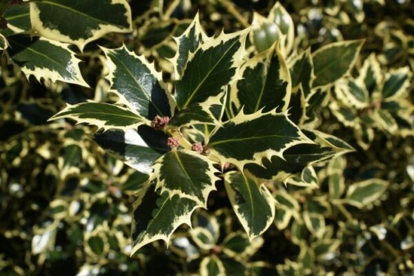 Ostrokrzew żółto-zielony, zimozielony, prowadzony na pniu