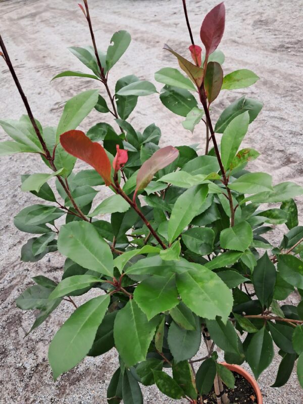 Głogownik 'Red Robin' zimozielony, na pniu, ogród, donica