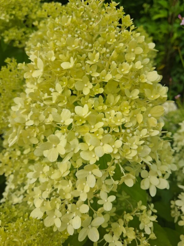 Hortensja bukietowa Limelight, mrozoodporna, duży kwiat