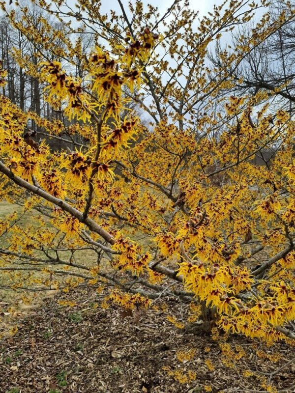 Oczar 'Orange Beauty' kwitnie styczeń-marzec, pomarańczowe kwiaty, 80-90cm