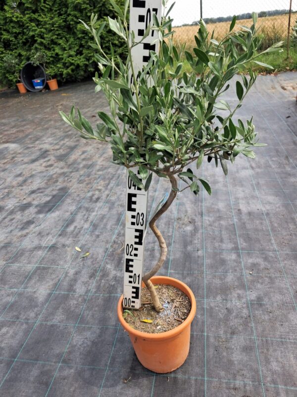 Oliwka spirala/ kręcona nóżka, egzotyk, zimozielona, donica, taras 70-80cm