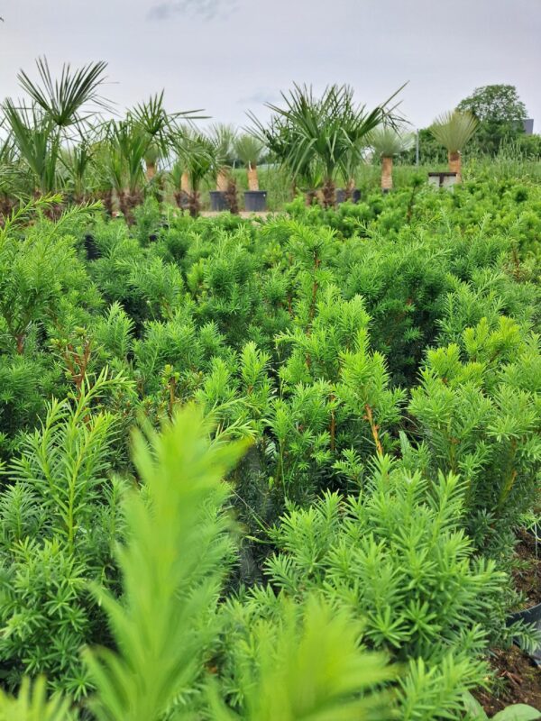 Cis pośredni Hilli żywopłot 30-40cm