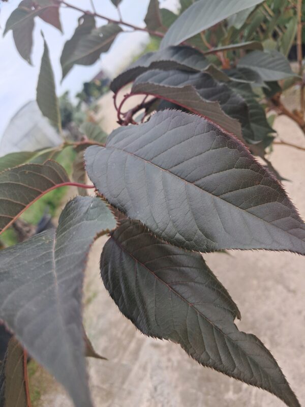 Wiśnia japońska 'Royal Burgundy' pełne różowe kwiaty, ciemne liście