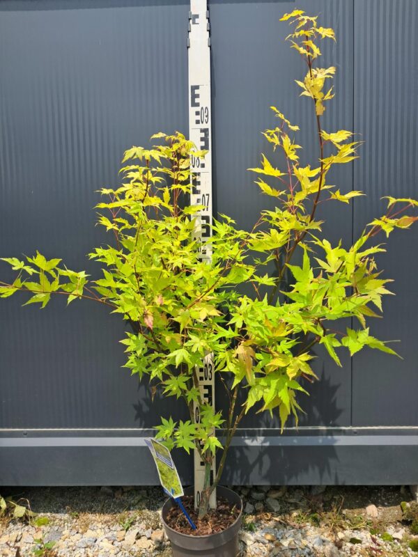 Klon palmowy Summer Gold 70-90cm