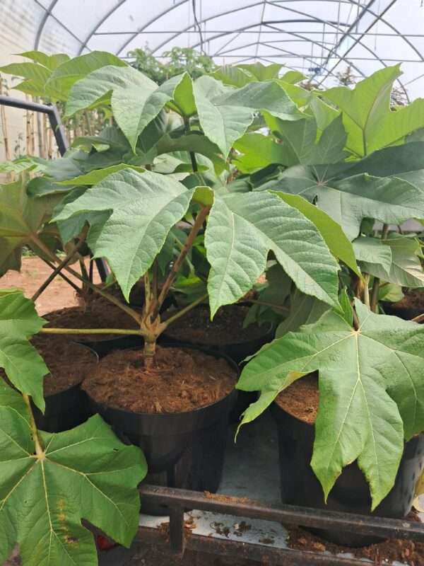 Drzewo papierowe TETRAPANAX, egzotyk, szybkorosnące, duże liście