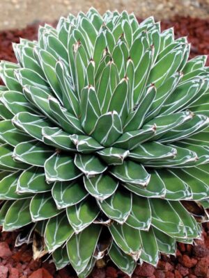 AGAWA wieloletnia sukulent, zimozielona, egzotyk, donica 10-15cm