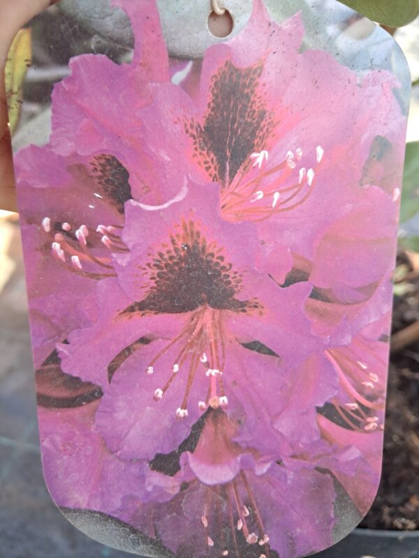 Rododendron/różanecznik 'Orakel' zimozielony