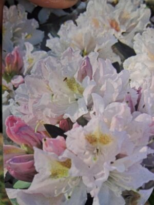 Rododendron/różanecznik 'Cunningham's white hybride' stara odmiana