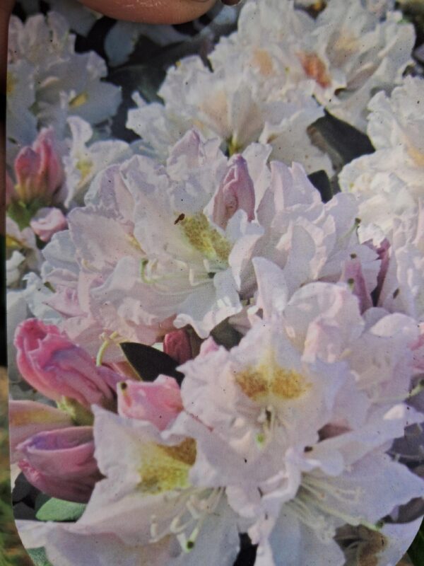 Rododendron/różanecznik 'Cunningham's white hybride' stara odmiana