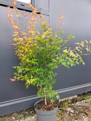 Klon palmowy Sangokaku 100-120cm