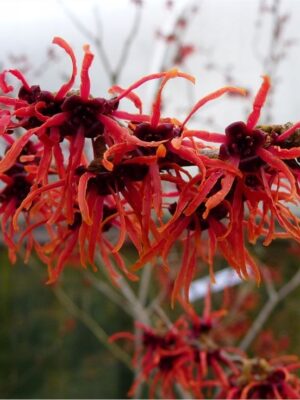 Oczar pośredni Feuerzauber kwitnący wczesną wiosną, 110cm