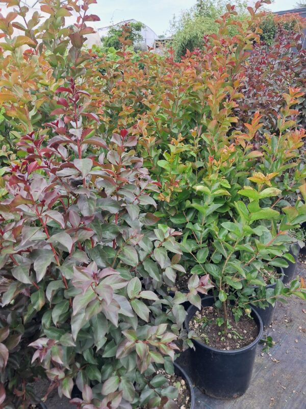 Lagerstroemia indyjska-bez południa KWITNĄCA, wieloletnia, ogród, donica