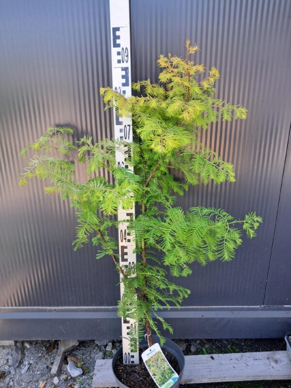 Metasekwoja chińska 'Amber Glow', szybkorosnące, mrozoodporne, iglaste