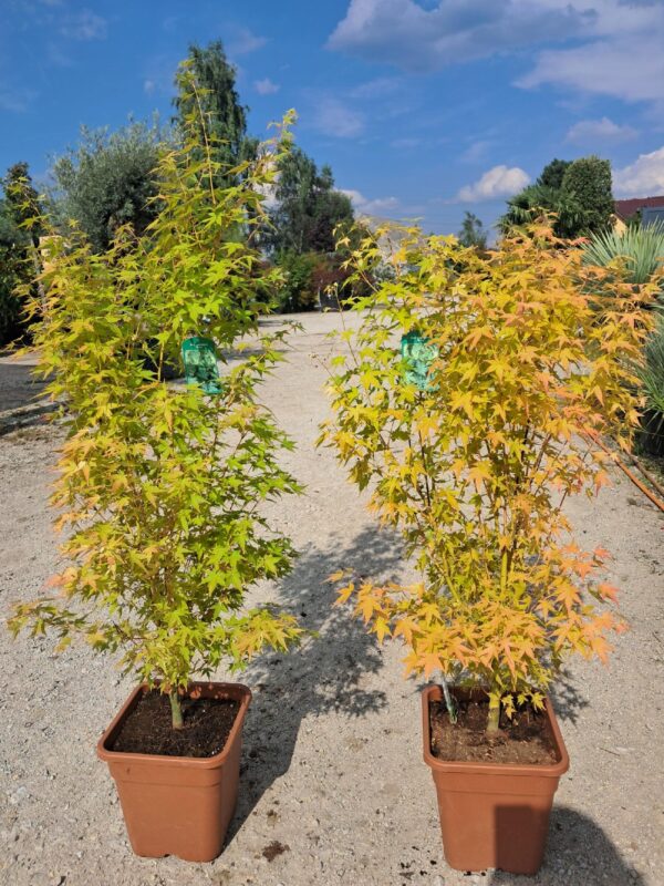 Klon palmowy 'Bi hoo' 110-130cm, ogród japoński, żółta kora