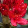 Rododendron/różanecznik 'Red Jack' zimozielony