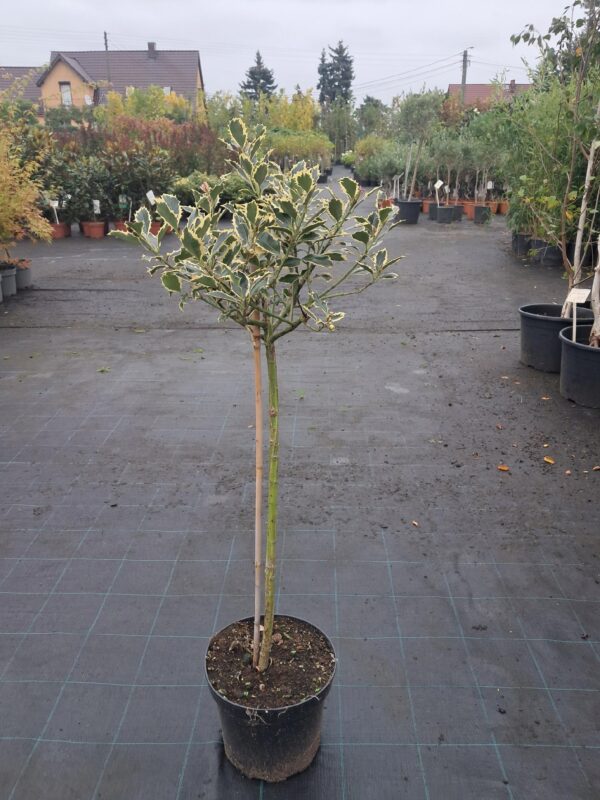 Ostrokrzew żółto-zielony, zimozielony, prowadzony na pniu