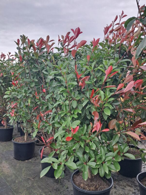 Głogownik 'Red Robin' krzew zimozielony, 150cm
